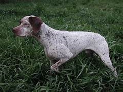 photo chien: Braque Bourbonnais